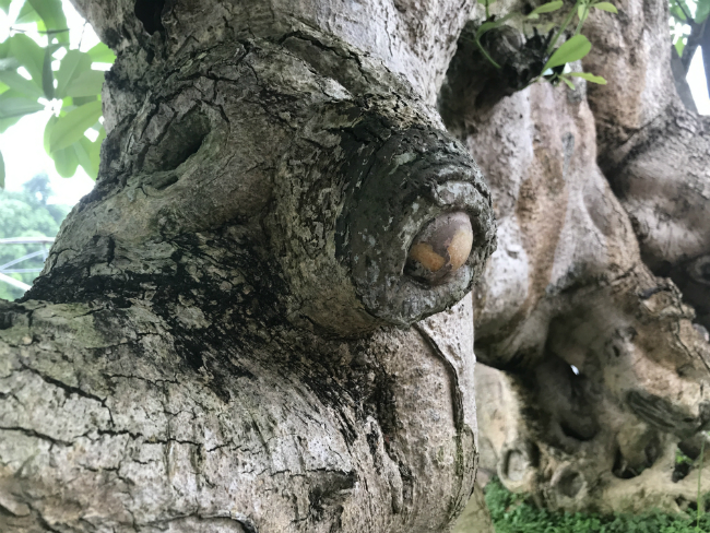 Cây hoa sữa có dáng giống voi của Bà Triệu, khách trả 6 tỷ không bán-14