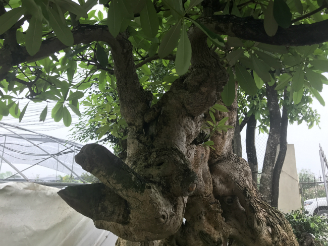 Cây hoa sữa có dáng giống voi của Bà Triệu, khách trả 6 tỷ không bán-15