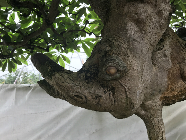 Cây hoa sữa có dáng giống voi của Bà Triệu, khách trả 6 tỷ không bán-2