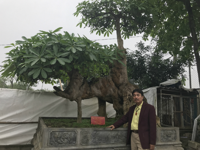 Cây hoa sữa có dáng giống voi của Bà Triệu, khách trả 6 tỷ không bán-3