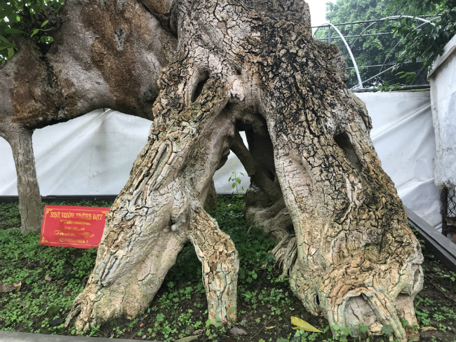 Cây hoa sữa có dáng giống voi của Bà Triệu, khách trả 6 tỷ không bán-5