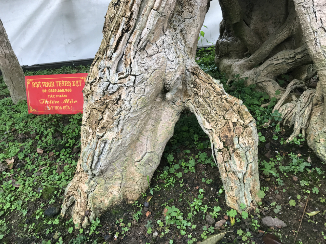 Cây hoa sữa có dáng giống voi của Bà Triệu, khách trả 6 tỷ không bán-6