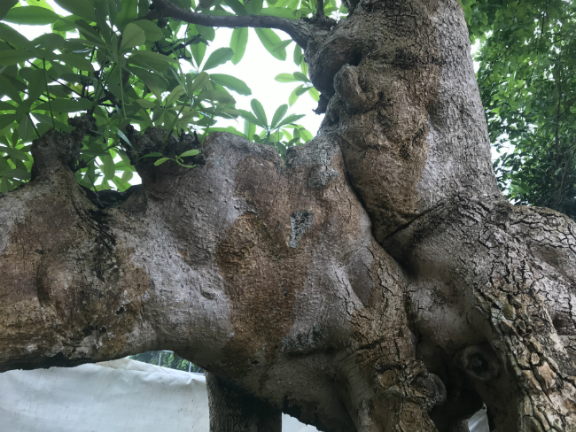 Cây hoa sữa có dáng giống voi của Bà Triệu, khách trả 6 tỷ không bán-7