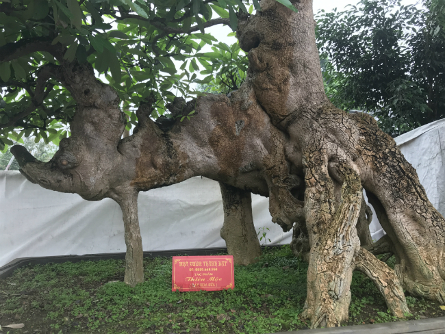 Cây hoa sữa có dáng giống voi của Bà Triệu, khách trả 6 tỷ không bán-8