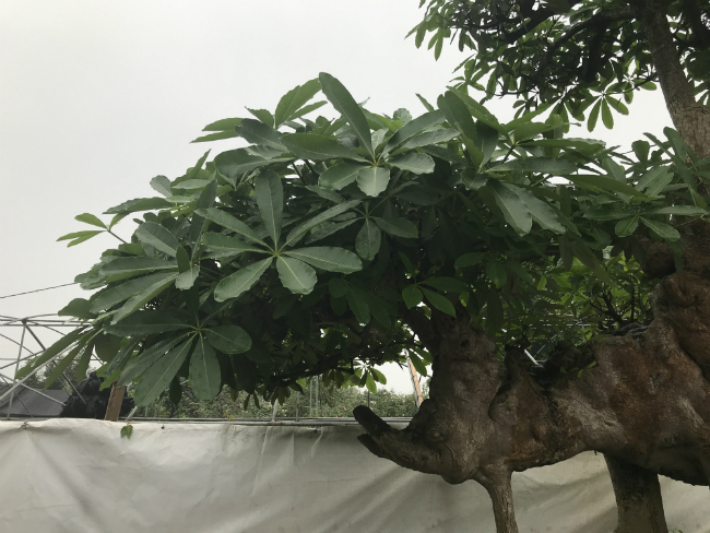 Cây hoa sữa có dáng giống voi của Bà Triệu, khách trả 6 tỷ không bán-9