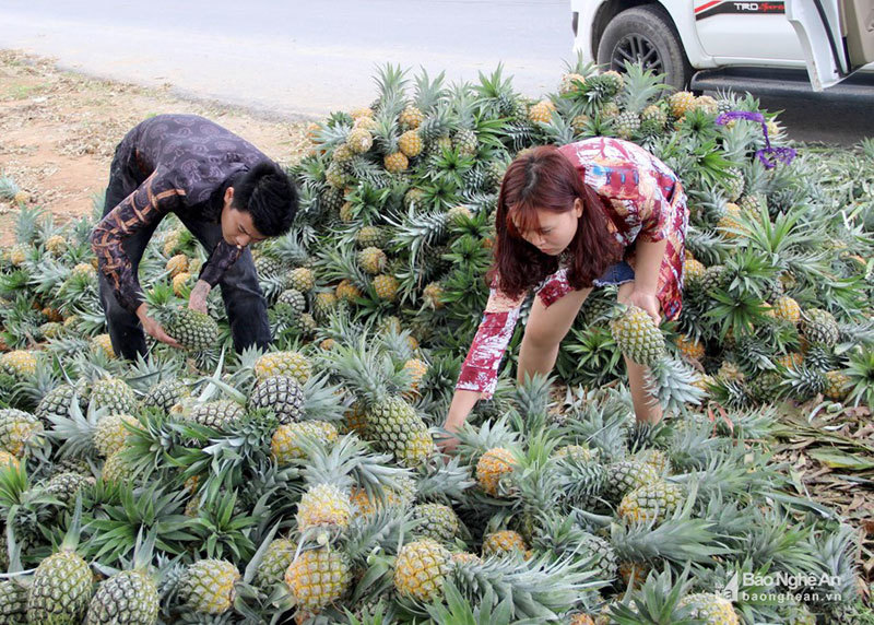 Cánh đồng mùa thơm ngọt, nông dân lại ngồi khóc ròng-1
