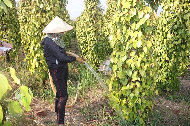 Cánh đồng mùa thơm ngọt, nông dân lại ngồi khóc ròng-2