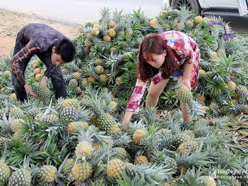 Nuôi loài chim nhìn như vịt nhưng đại bổ, có giá nửa triệu/con-8