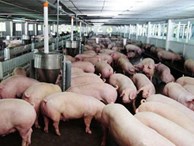 Dịch tả châu Phi: Bùng phát 21 tỉnh, tấn công trang trại 4.500 con lợn