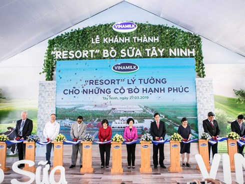 Resort đặc biệt của bò sữa ở Tây Ninh