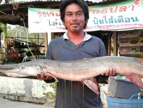 Lột da nướng nguyên con cá sấu dài 1,5 mét, dân Hà thành ăn tùng xẻo-3