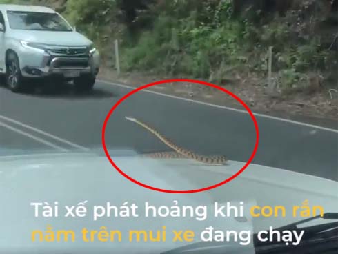 Nắng rát mặt, 12 con rắn độc chết người chiếm nhà dân tránh nóng-1