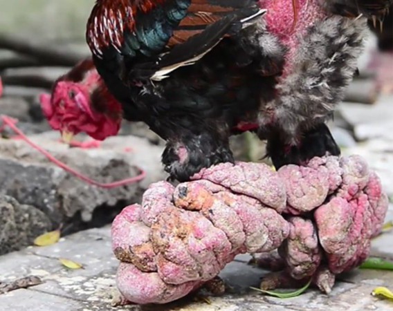 Ăn cỗ với cặp chân gà hơn chục triệu, điều chỉ có ở Việt Nam-3