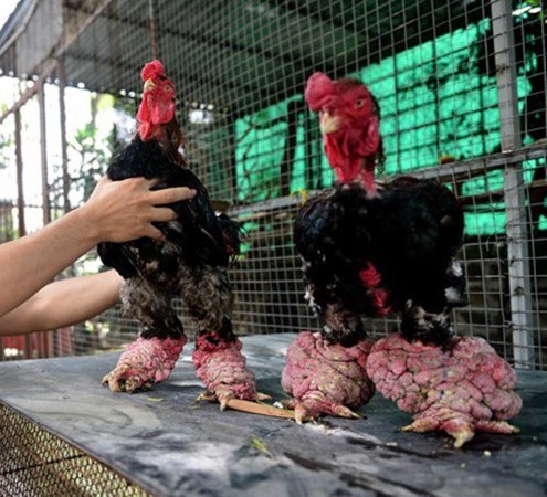 Ăn cỗ với cặp chân gà hơn chục triệu, điều chỉ có ở Việt Nam-4