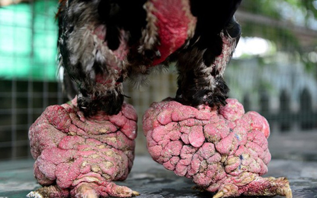 Ăn cỗ với cặp chân gà hơn chục triệu, điều chỉ có ở Việt Nam-6