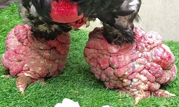 Ăn cỗ với cặp chân gà hơn chục triệu, điều chỉ có ở Việt Nam-8