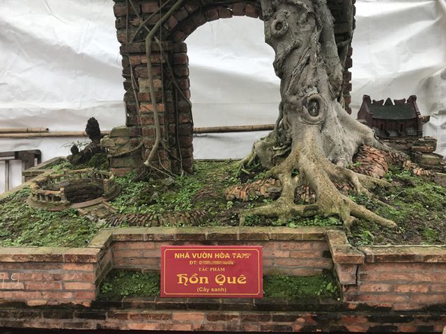 Cây sanh thương nhớ làng quê giá 2 tỷ chủ nhân quyết không bán-10