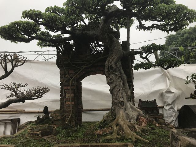 Cây sanh thương nhớ làng quê giá 2 tỷ chủ nhân quyết không bán-12