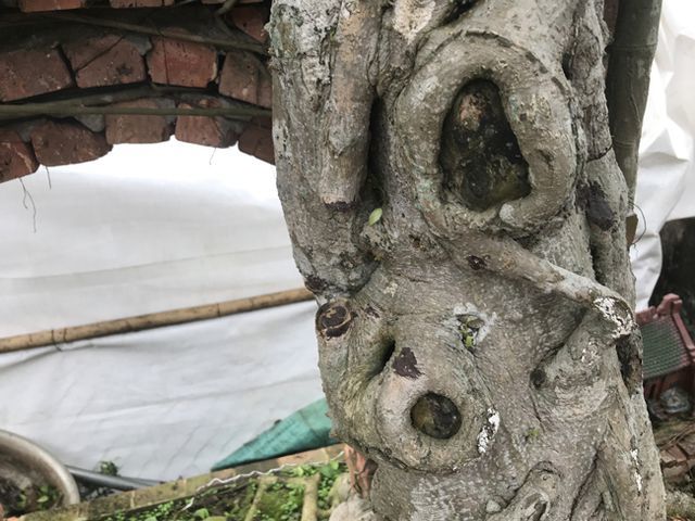 Cây sanh thương nhớ làng quê giá 2 tỷ chủ nhân quyết không bán-4