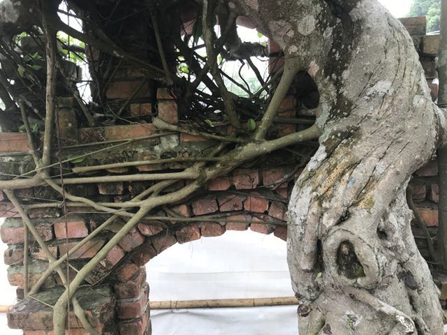 Cây sanh thương nhớ làng quê giá 2 tỷ chủ nhân quyết không bán-5