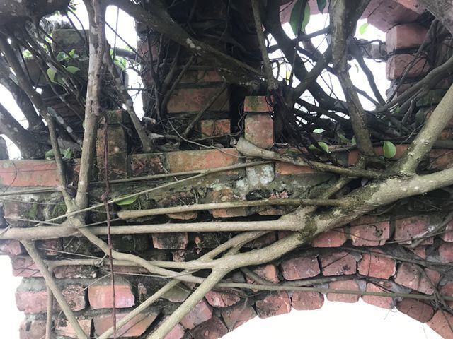 Cây sanh thương nhớ làng quê giá 2 tỷ chủ nhân quyết không bán-6