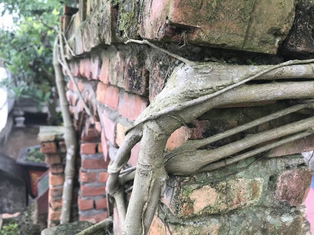 Cây sanh thương nhớ làng quê giá 2 tỷ chủ nhân quyết không bán-7