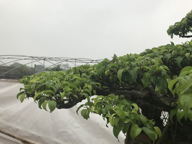 Cây sanh thương nhớ làng quê giá 2 tỷ chủ nhân quyết không bán-9