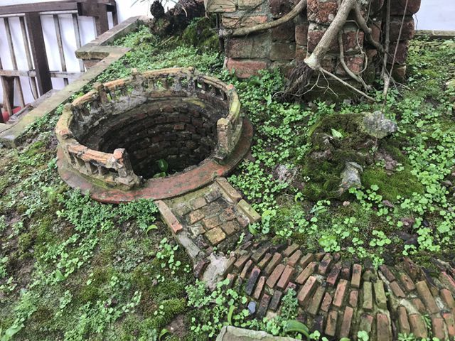 Cây sanh thương nhớ làng quê giá 2 tỷ chủ nhân quyết không bán-13