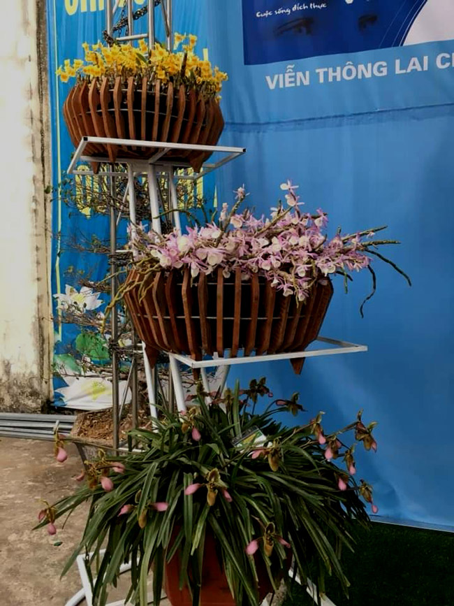 Lạc lối giữa rừng phong lan miền sơn cước giá cả trăm triệu đồng/giò-1