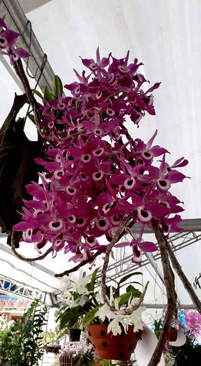 Lạc lối giữa rừng phong lan miền sơn cước giá cả trăm triệu đồng/giò-10