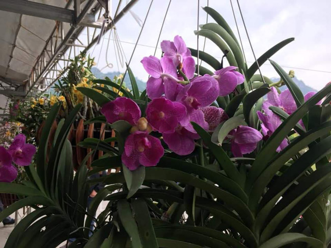 Lạc lối giữa rừng phong lan miền sơn cước giá cả trăm triệu đồng/giò-11