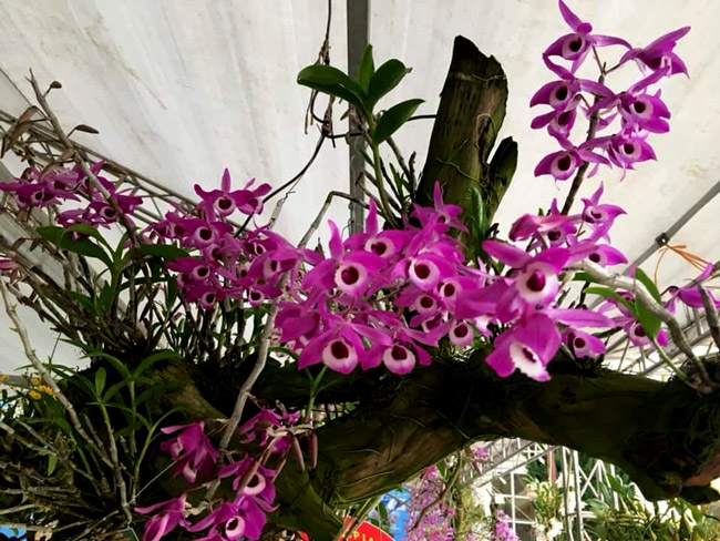 Lạc lối giữa rừng phong lan miền sơn cước giá cả trăm triệu đồng/giò-13