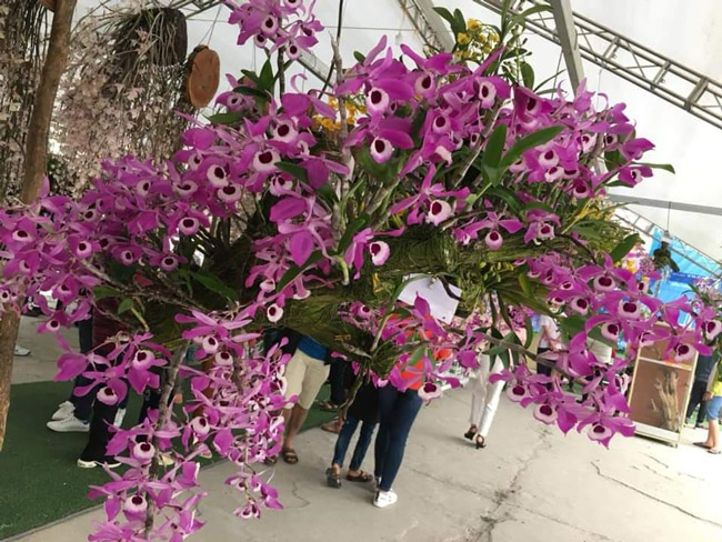 Lạc lối giữa rừng phong lan miền sơn cước giá cả trăm triệu đồng/giò-16