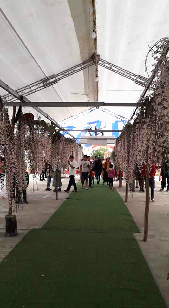 Lạc lối giữa rừng phong lan miền sơn cước giá cả trăm triệu đồng/giò-2