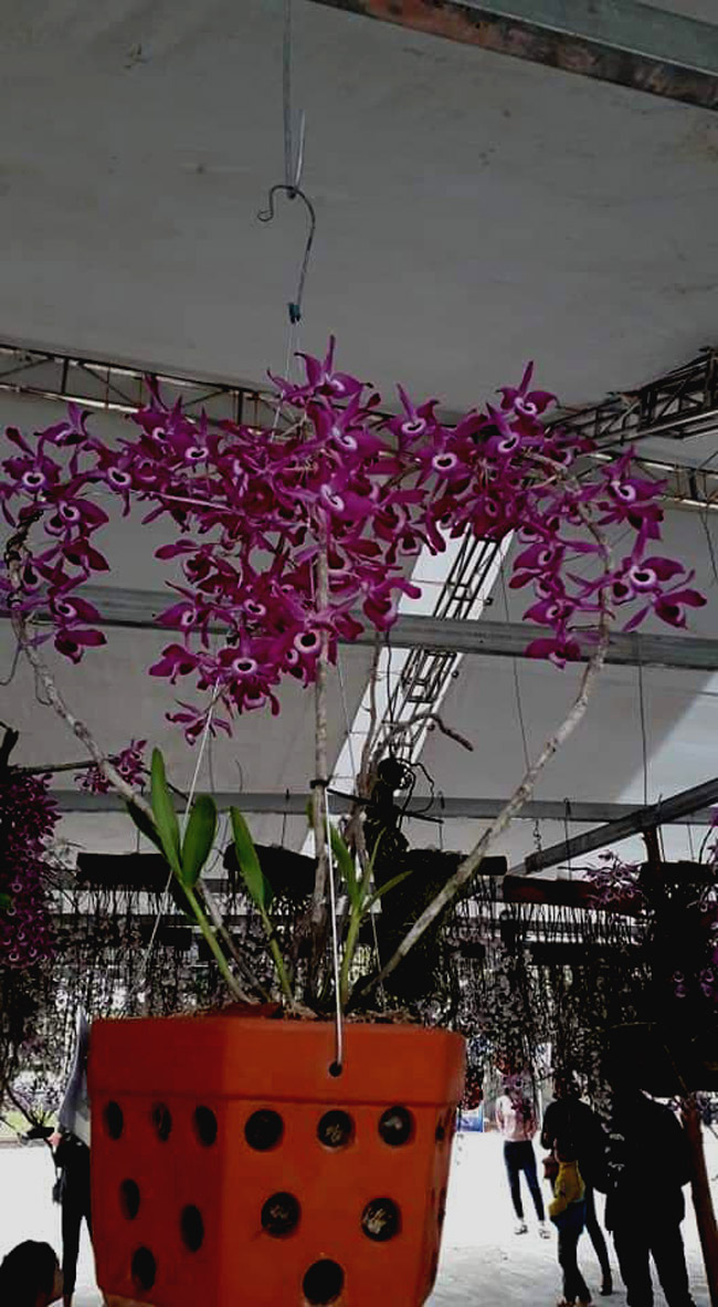 Lạc lối giữa rừng phong lan miền sơn cước giá cả trăm triệu đồng/giò-3