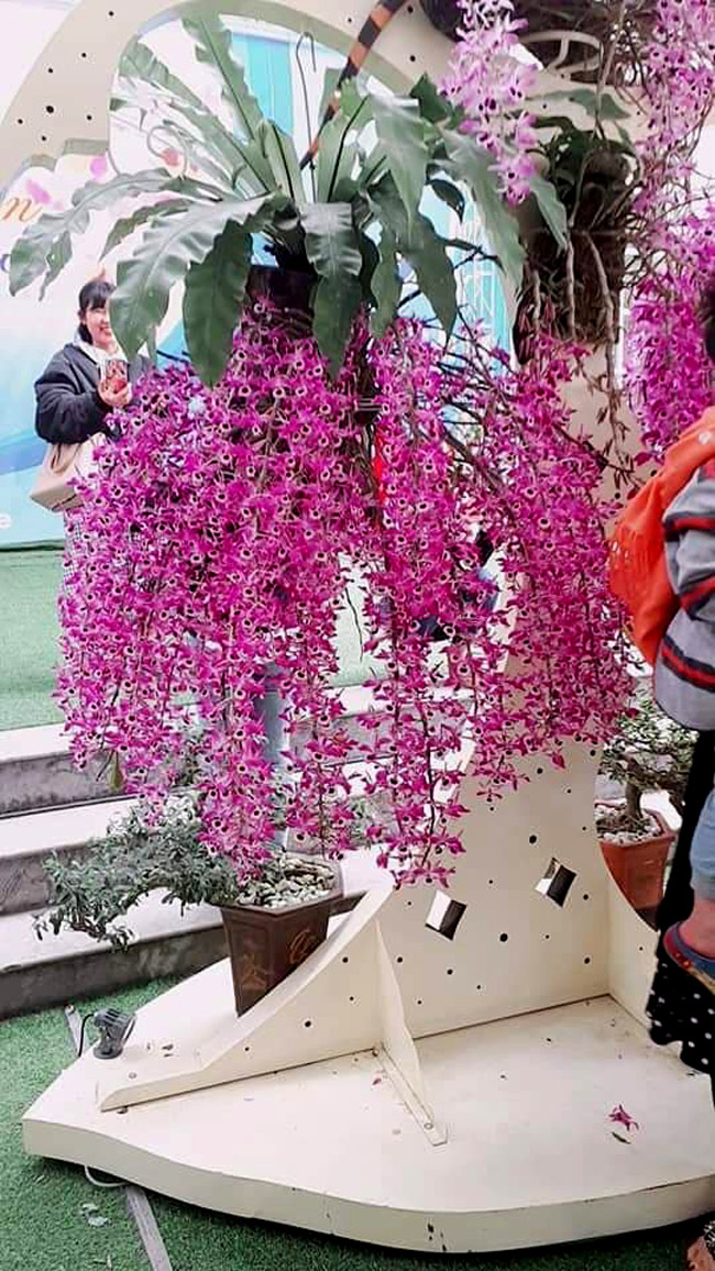 Lạc lối giữa rừng phong lan miền sơn cước giá cả trăm triệu đồng/giò-4