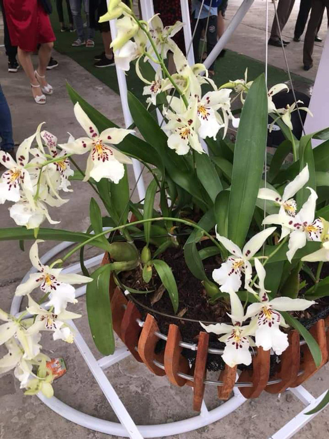 Lạc lối giữa rừng phong lan miền sơn cước giá cả trăm triệu đồng/giò-5