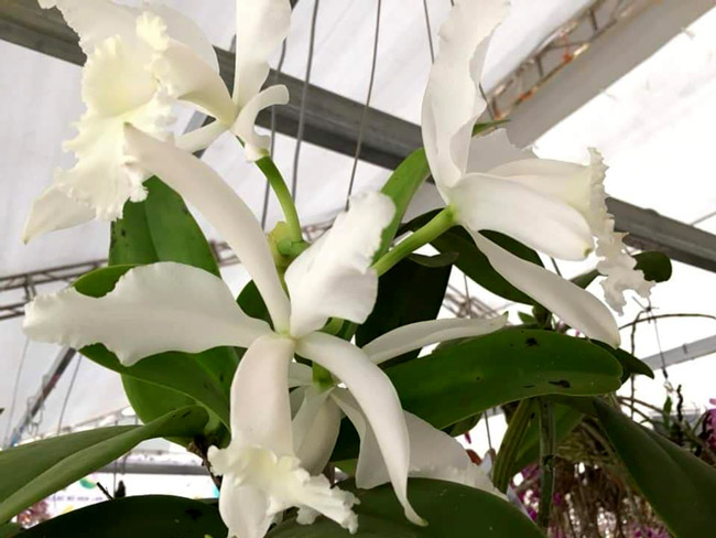 Lạc lối giữa rừng phong lan miền sơn cước giá cả trăm triệu đồng/giò-6