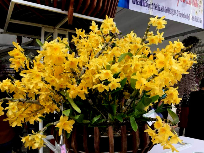 Lạc lối giữa rừng phong lan miền sơn cước giá cả trăm triệu đồng/giò-8