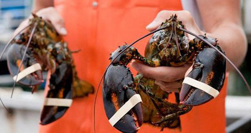 Tôm hùm Mỹ bay nửa vòng trái đất về Việt Nam được bán rẻ như gà, vịt-5