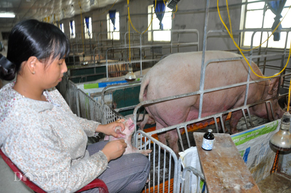 Con số đáng ngại: Lợn, gà ngốn hơn 1.000 tấn kháng sinh/năm-1