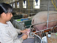 Con số đáng ngại: Lợn, gà ngốn hơn 1.000 tấn kháng sinh/năm