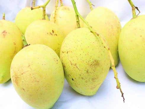 Dân buôn xoài không bao giờ tiết lộ: chọn xoài cứ sờ&nbsp;điểm này ắt chọn được quả ngon tuyệt, chín đều ngọt lịm-2