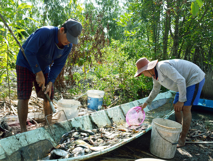Cây bí ẩn, thả xuống nước hàng trăm kg cá trúng thuốc tha hồ vớt-11