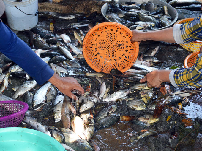 Cây bí ẩn, thả xuống nước hàng trăm kg cá trúng thuốc tha hồ vớt-12