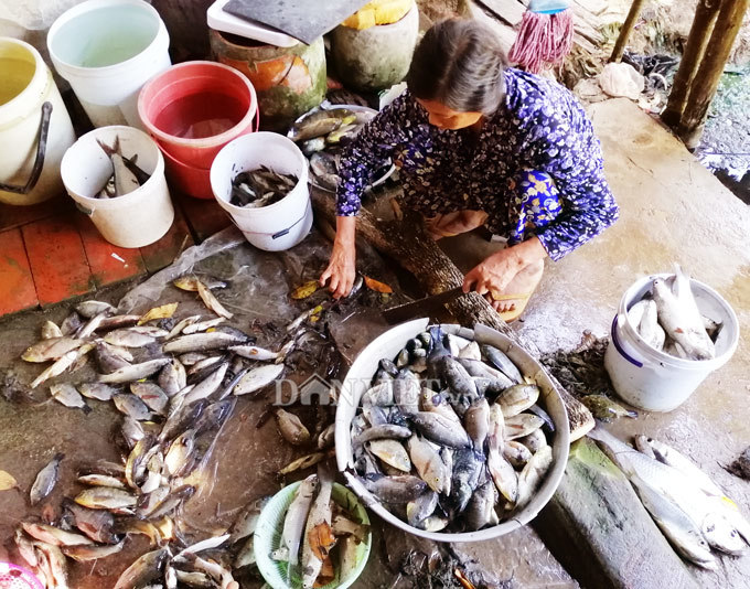 Cây bí ẩn, thả xuống nước hàng trăm kg cá trúng thuốc tha hồ vớt-13