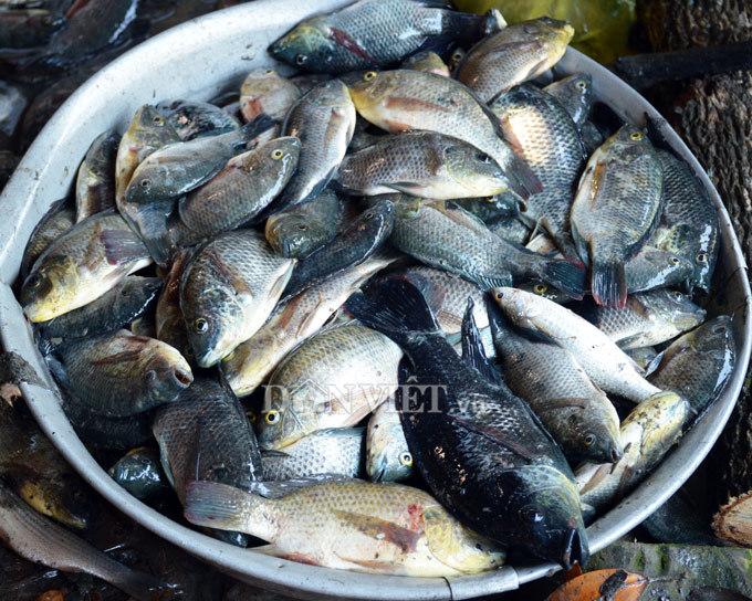 Cây bí ẩn, thả xuống nước hàng trăm kg cá trúng thuốc tha hồ vớt-6