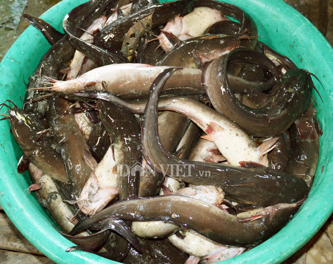 Cây bí ẩn, thả xuống nước hàng trăm kg cá trúng thuốc tha hồ vớt-8