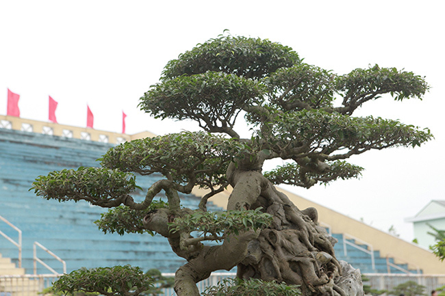 Kiệt tác sanh cổ thác đổ ngồi đá hiếm có của đại gia Phú Thọ-13