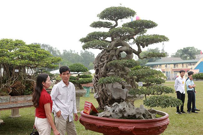 Kiệt tác sanh cổ thác đổ ngồi đá hiếm có của đại gia Phú Thọ-5